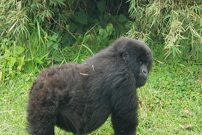 2 Days Mountain Gorilla Safari Rwanda - The strongest part: personal help from the driver