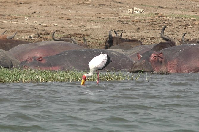 2 Days Murchison Falls Big 5 Savannah wildlife safari - The long approach through Uganda’s woodlands and savannah