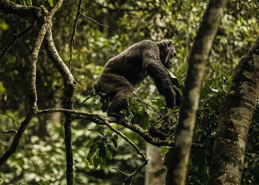 2 Days Nyungwe National Park Tours -Chimp-Canopy-Waterfall - Why two days makes sense for Nyungwe