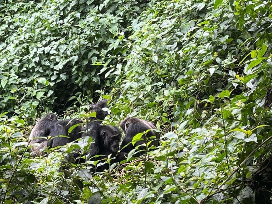 2 Days Nyungwe National Park Tours -Chimp-Canopy-Waterfall - Guides, flexibility, and the human side of the trip