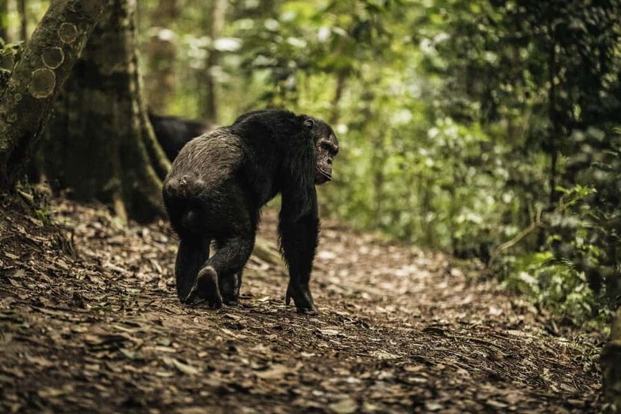 2 Days Nyungwe National Park Tours -Chimp-Canopy-Waterfall - Who should book this experience?