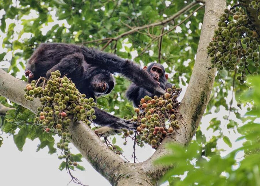 2 Days Nyungwe National Park Tours -Chimp-Canopy-Waterfall - Walking above the trees on the 200-meter canopy bridge