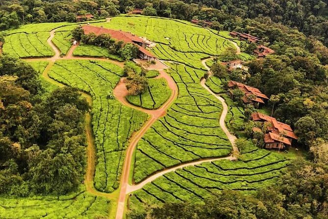 2 Days Rwanda Chimpanzee Trekking Safari - From Kigali to Rwanda’s southern museums