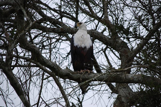 2 days trip_Akagera National Park (Wildlife Safari) - The guides shape the quality of the safari