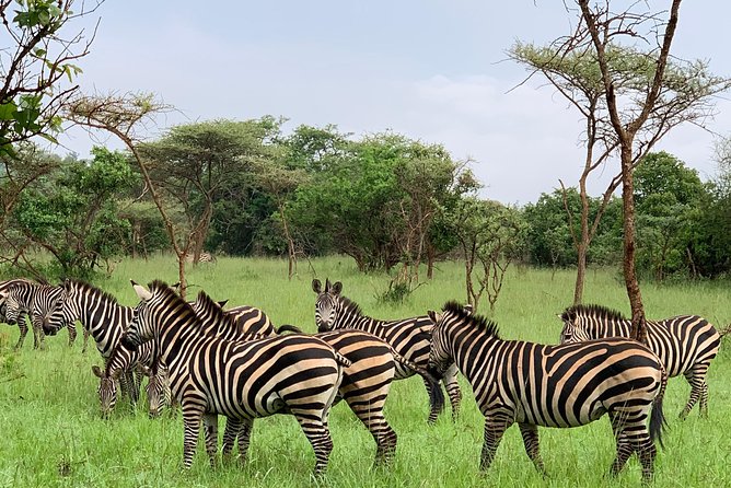 2 days trip_Akagera National Park (Wildlife Safari) - Day two brings the main wildlife time