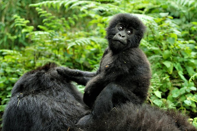 2 Days Uganda Gorilla Trekking - Key points to know before booking
