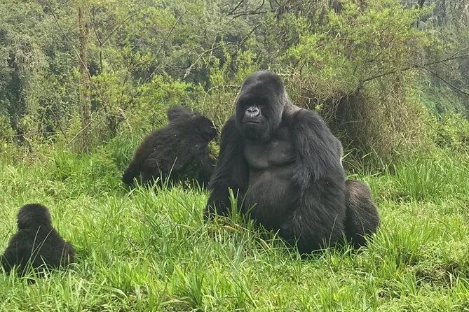 2 Days Uganda Gorilla Trekking - One precious hour with the mountain gorillas