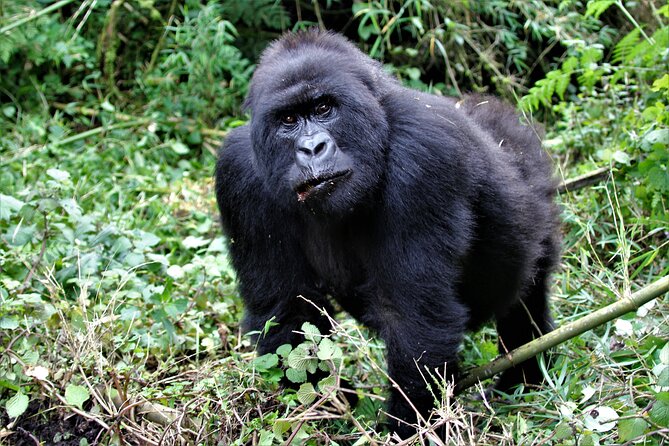2 Days Uganda Gorilla Trekking - The schedule needs a careful pre-trip check