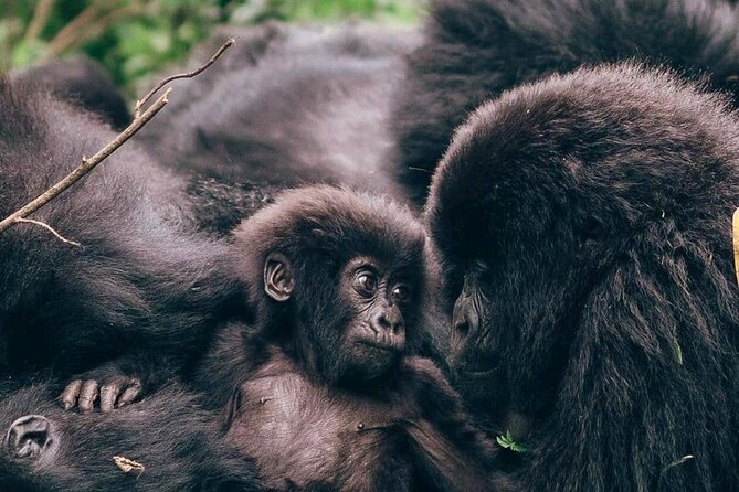 2 Days Uganda Gorilla Trekking - Who will get the most from this trip?