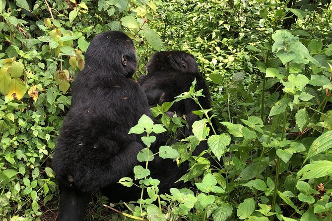 3 Day Gorilla Trek at Bwindi National Park via Kigali - Why Kigali is a smart starting point