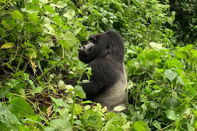 3 Day Gorilla Trek at Bwindi National Park via Kigali - Day two: meeting Bwindi’s mountain gorillas