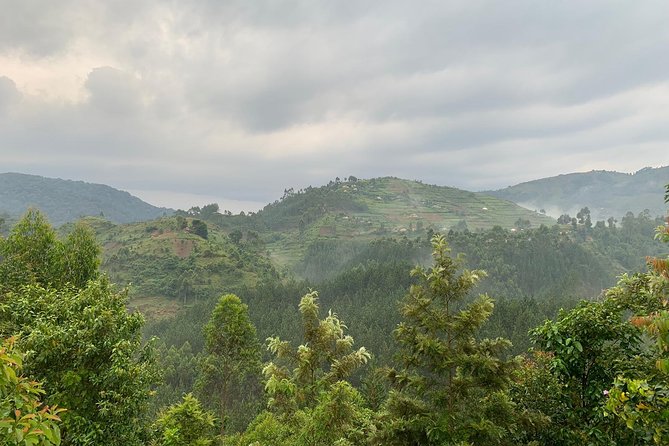 3 Day Gorilla Trek at Bwindi National Park via Kigali - The forest hike is the real test