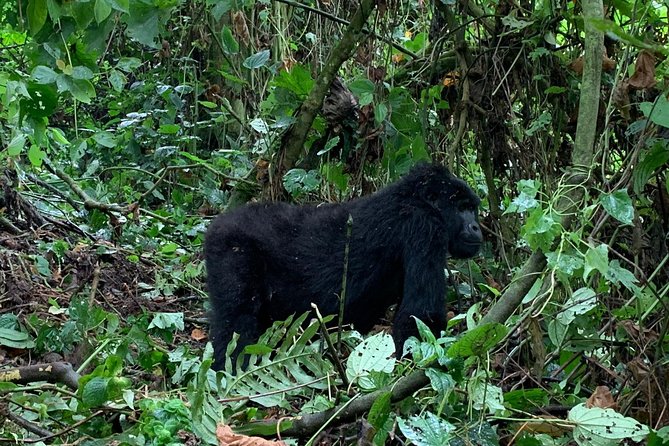 3 Day Gorilla Trek at Bwindi National Park via Kigali - Day three: the five-hour return to Kigali