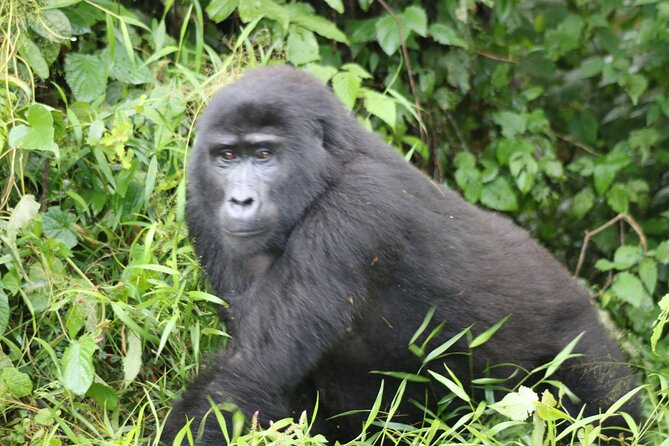 3 Day Gorilla Trek at Bwindi National Park via Kigali - Day one: five hours from Kigali to Bwindi