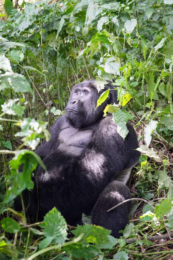 3 Day Gorillas Trekking And Golden Monkeys Tracking - Key points before you book