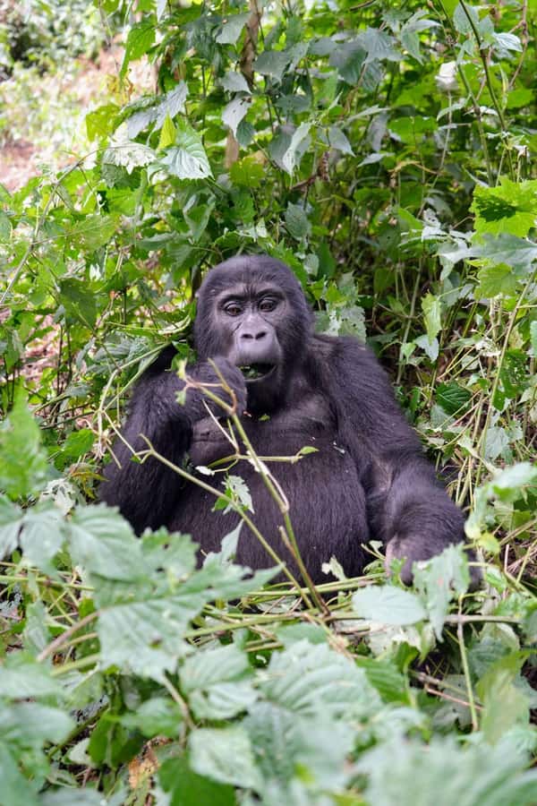 3 Day Gorillas Trekking And Golden Monkeys Tracking - Why this three-day route is appealing