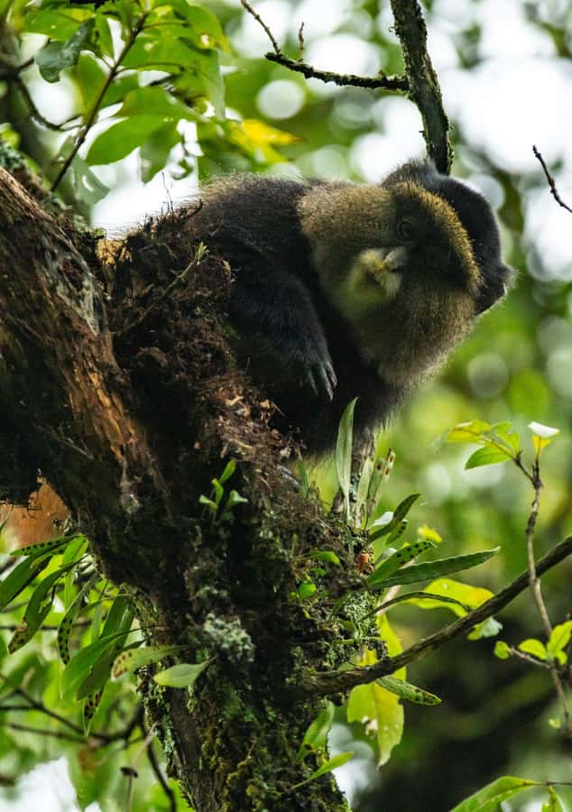 3 Day Gorillas Trekking And Golden Monkeys Tracking - Day 1: The road to Bwindi Forest