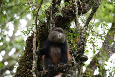 3 Day Gorillas Trekking And Golden Monkeys Tracking