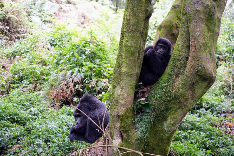 3 Day Gorillas Trekking And Golden Monkeys Tracking - Day 3: Golden monkeys in Volcanoes National Park