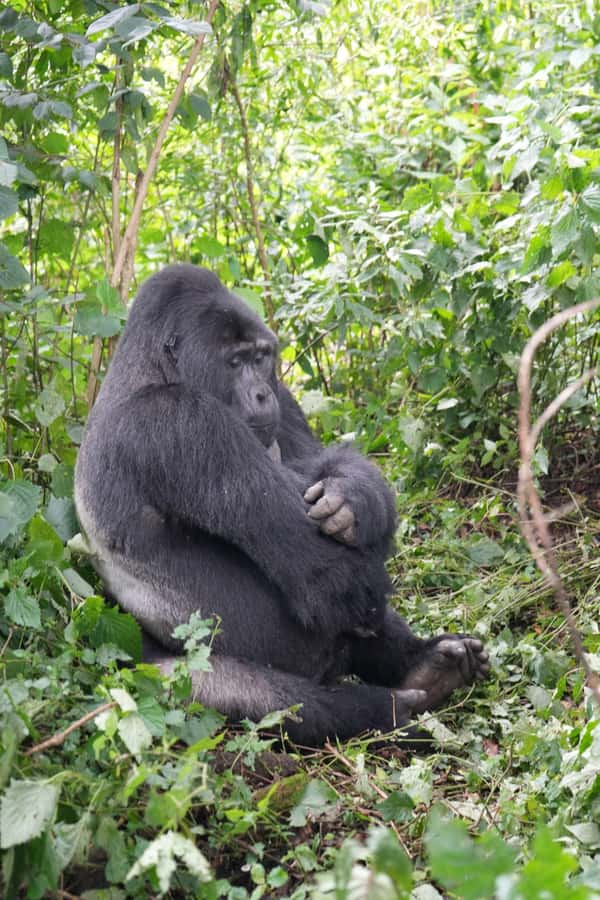 3 Day Gorillas Trekking And Golden Monkeys Tracking - The $2,310 price: what you are paying for