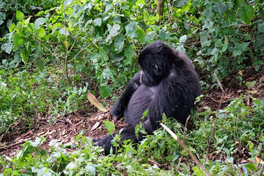 3 Day Gorillas Trekking And Golden Monkeys Tracking - Accommodation and comfort between the hikes