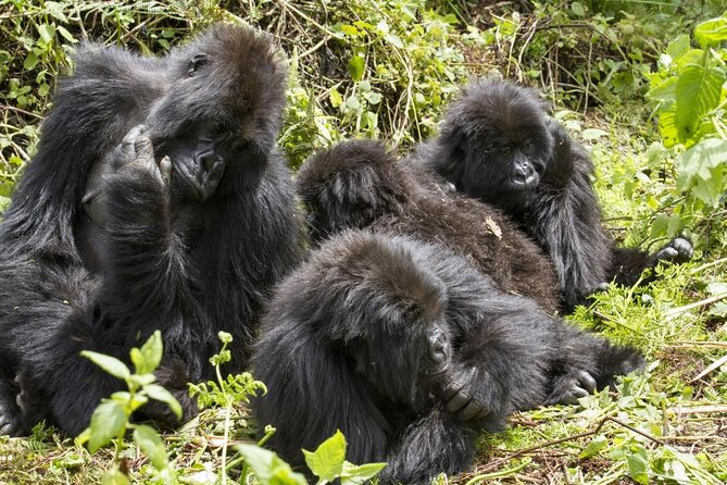 3 Day Kalinzu Chimp Trek and Uganda Gorilla Tour - Key points to know before booking