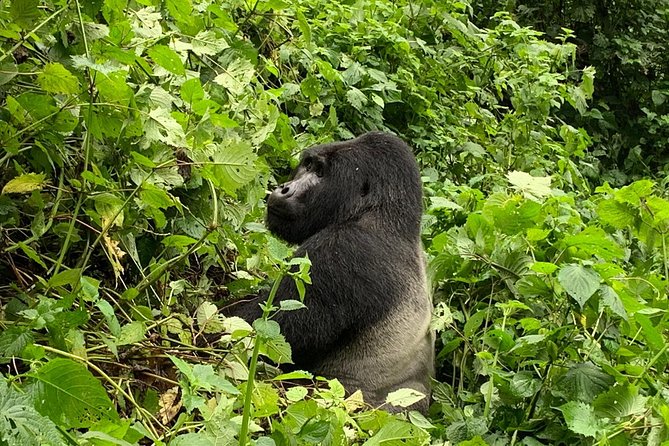 3 Day Kalinzu Chimp Trek and Uganda Gorilla Tour - Why this short Uganda tour works