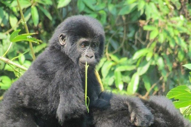 3 Day Kalinzu Chimp Trek and Uganda Gorilla Tour - Day 2: Chimpanzees at Kalinzu Forest Reserve