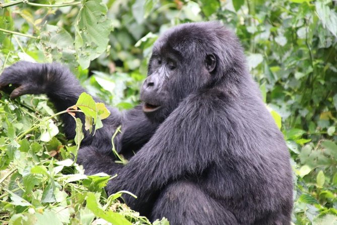 3 Day Kalinzu Chimp Trek and Uganda Gorilla Tour - Day 3: Bwindi and the gorilla trek