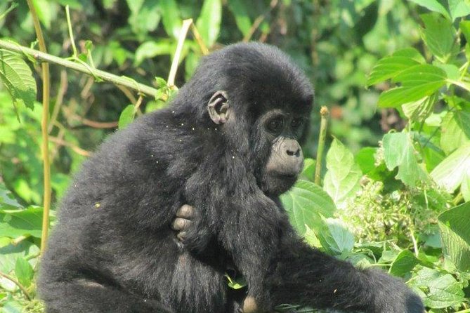 3 Day Kalinzu Chimp Trek and Uganda Gorilla Tour - What the price includes, and what it does not