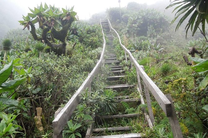 3 Day Kalinzu Chimp Trek and Uganda Gorilla Tour - The operator’s support and group style