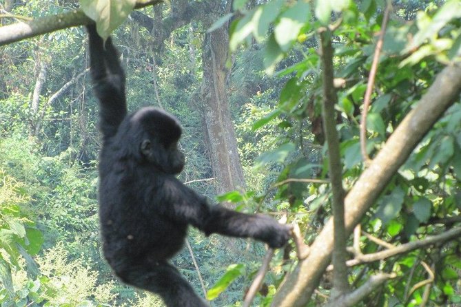 3 Day Kalinzu Chimp Trek and Uganda Gorilla Tour - The best fit for this three-day itinerary