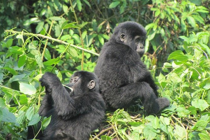 3 Day Kalinzu Chimp Trek and Uganda Gorilla Tour - Practical questions to settle before departure