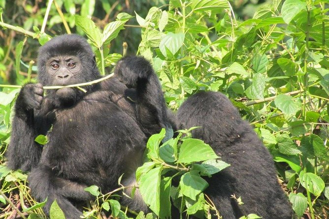 3 Day Kalinzu Chimp Trek and Uganda Gorilla Tour - Day 1: Kigali to Queen Elizabeth National Park