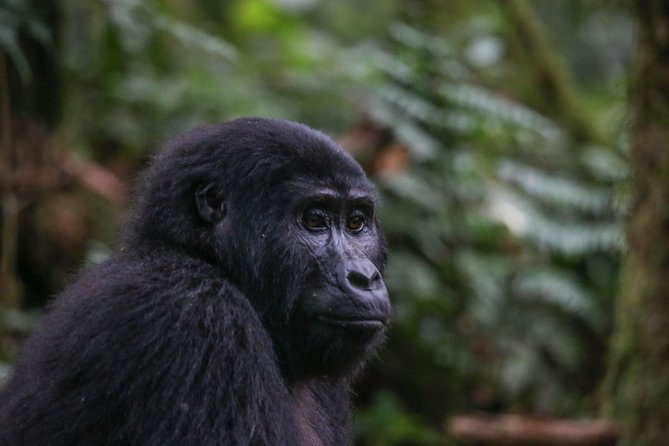 3-Day Rwanda Gorilla Safari - Day 1: From Kigali to Kinigi