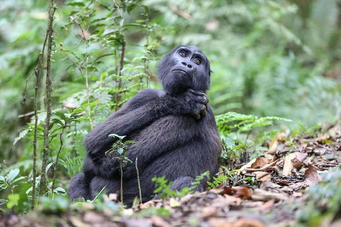 3-Day Rwanda Gorilla Safari - Day 3: Returning to Kigali with time for a city stop