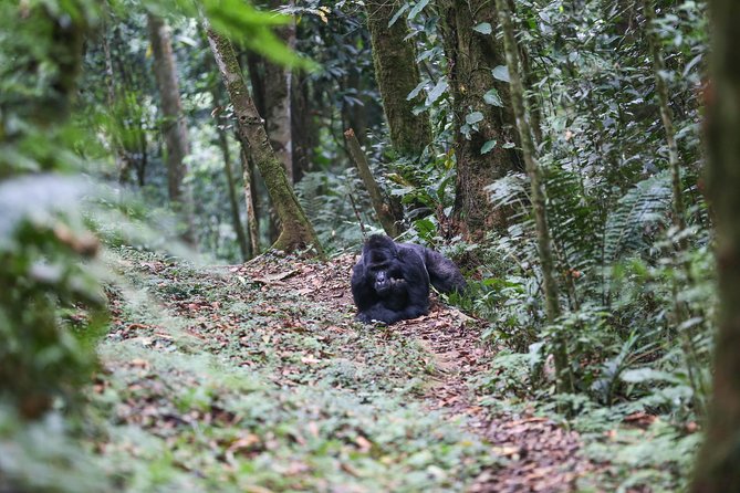 3-Day Rwanda Gorilla Safari - Practical preparation for the forest