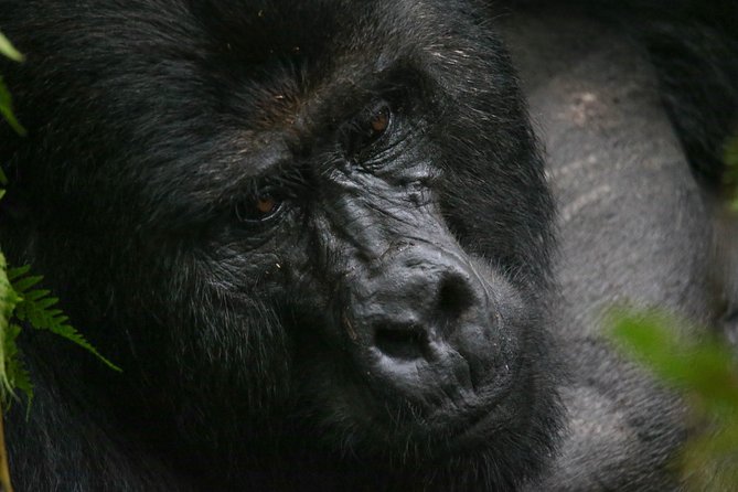 3-Day Rwanda Gorilla Safari - Who should book this safari?