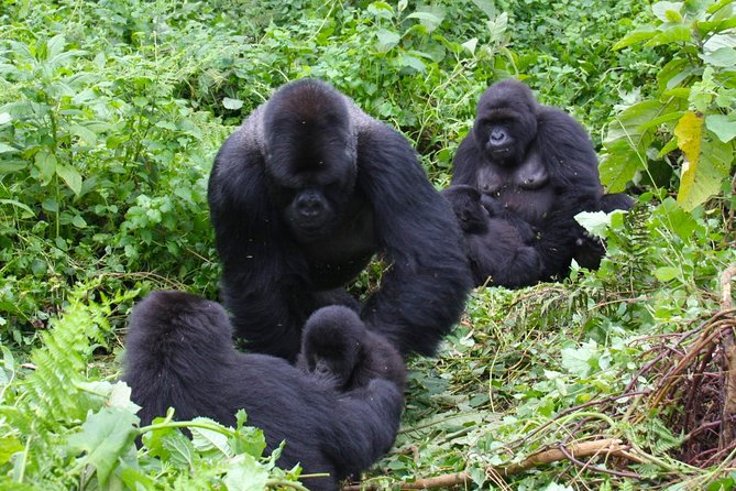3 Day Rwanda to Uganda gorilla trekking Safari - Why this short safari works from Kigali