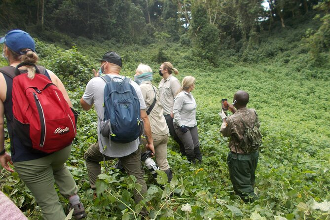 3 Day Rwanda to Uganda gorilla trekking Safari - Day two: a demanding Bwindi gorilla trek