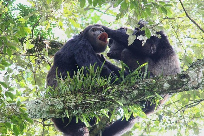 3 Days Nyungwe Natural forest tour in Rwanda - Canopy views above Nyungwe
