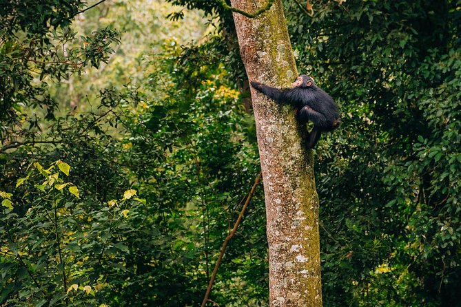 3 Days Nyungwe Natural forest tour in Rwanda - Colobus monkeys, birds, and Isumo Waterfall