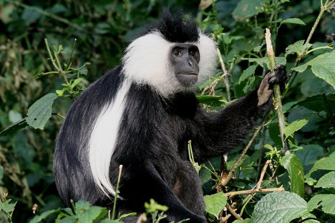 3 Days Nyungwe Natural forest tour in Rwanda - A 4:20 am breakfast before the chimpanzee trek