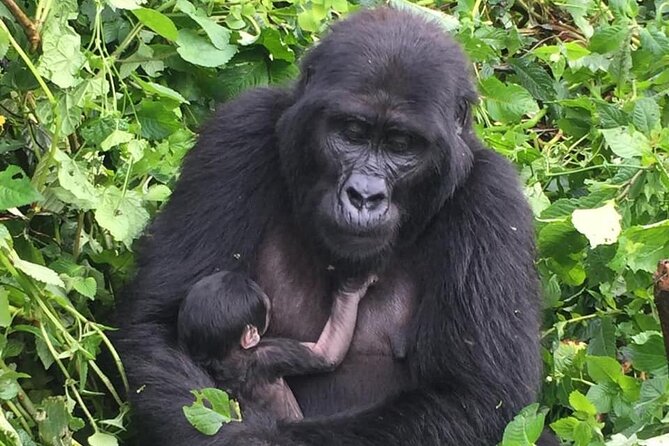 3 Days Uganda Gorilla Trekking Safari - Why this three-day route works from Kigali