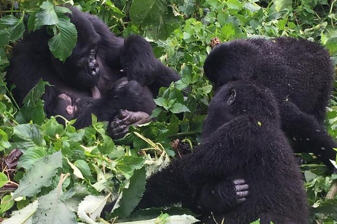 3 Days Uganda Gorilla Trekking Safari - What the guides add to the experience