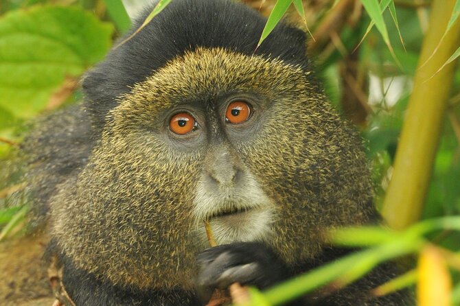 4 Day Golden Monkeys Bwindi Gorillas Wildlife and Chimps Trek - Why this four-day route is so appealing