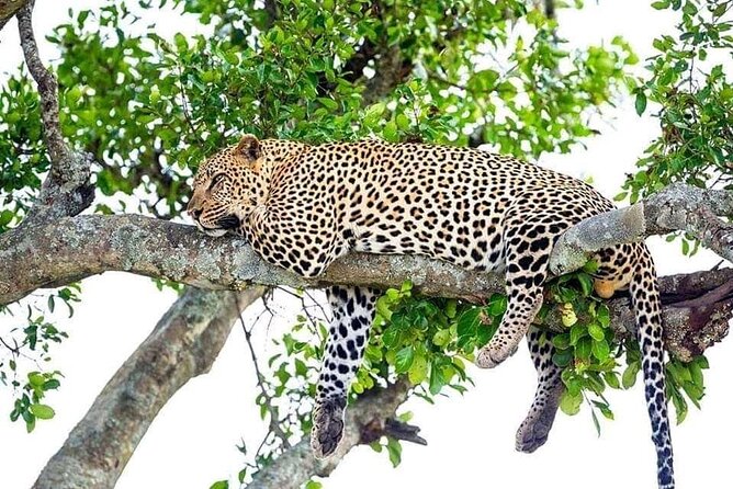 4 Day Golden Monkeys Bwindi Gorillas Wildlife and Chimps Trek - What the $2,770 price means