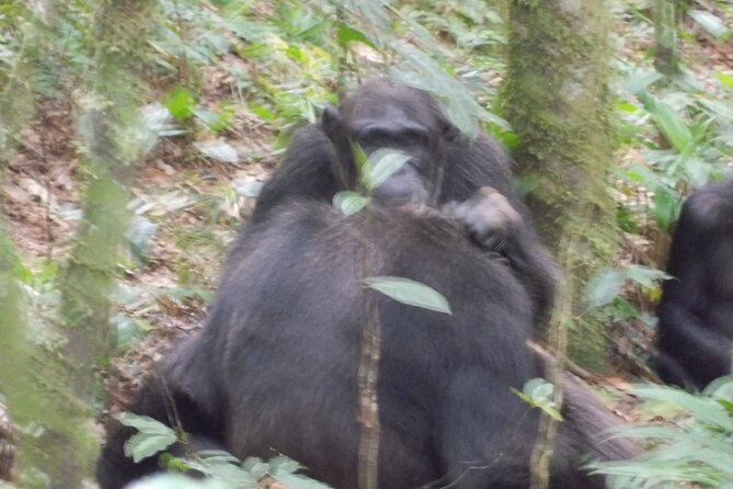 4 Day Golden Monkeys Bwindi Gorillas Wildlife and Chimps Trek - Day 1: Golden monkeys before the Rwanda to Uganda crossing