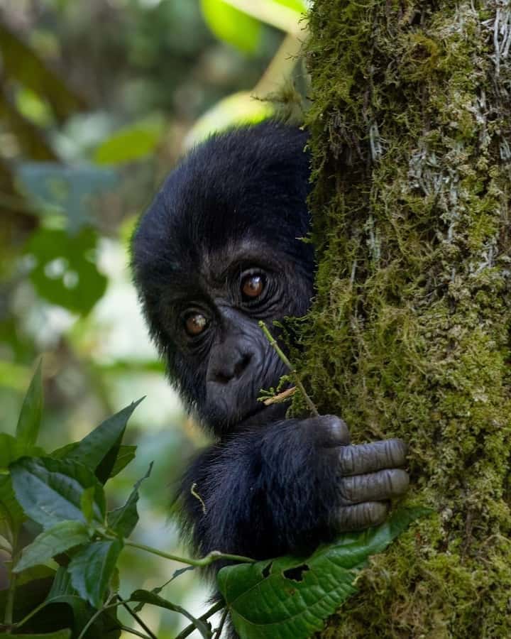 4-Day Gorillas and Golden Monkeys Safari Rwanda to Uganda - Key points to know before booking