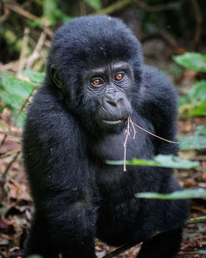 4-Day Gorillas and Golden Monkeys Safari Rwanda to Uganda - Why this four-day route works